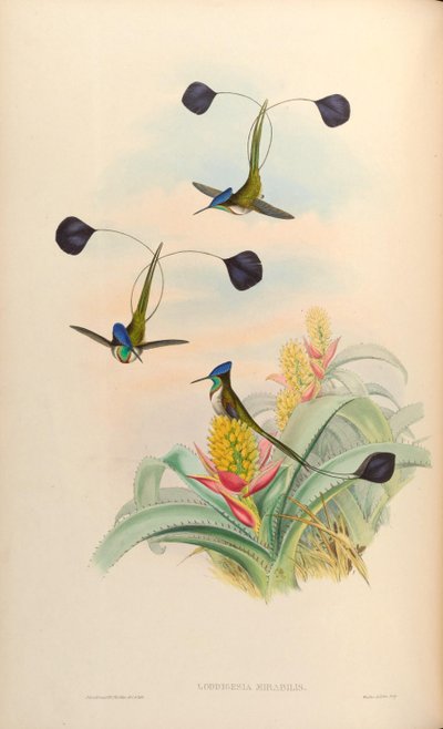 Loddigesia mirabilis - John Gould